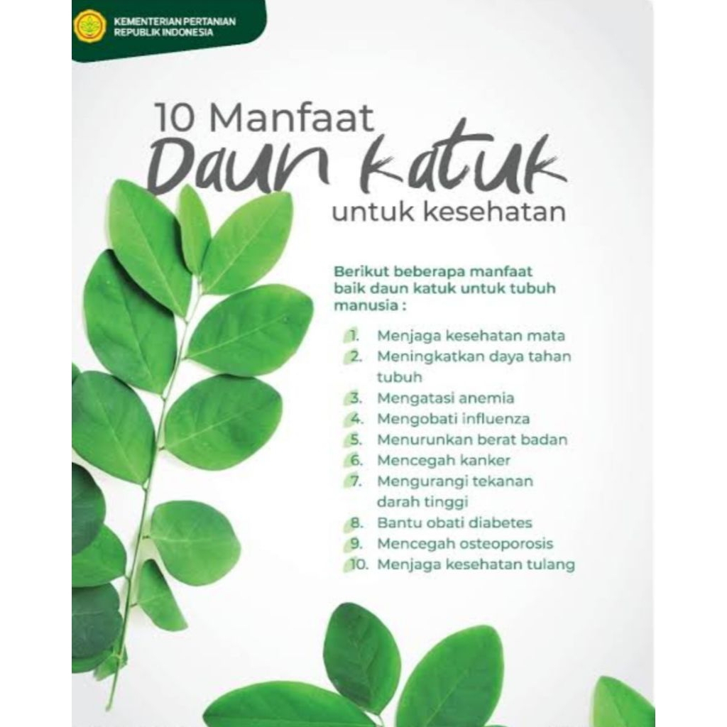 

100gr Daun katuk segar kaya akan manfaat dan segala kesehatan