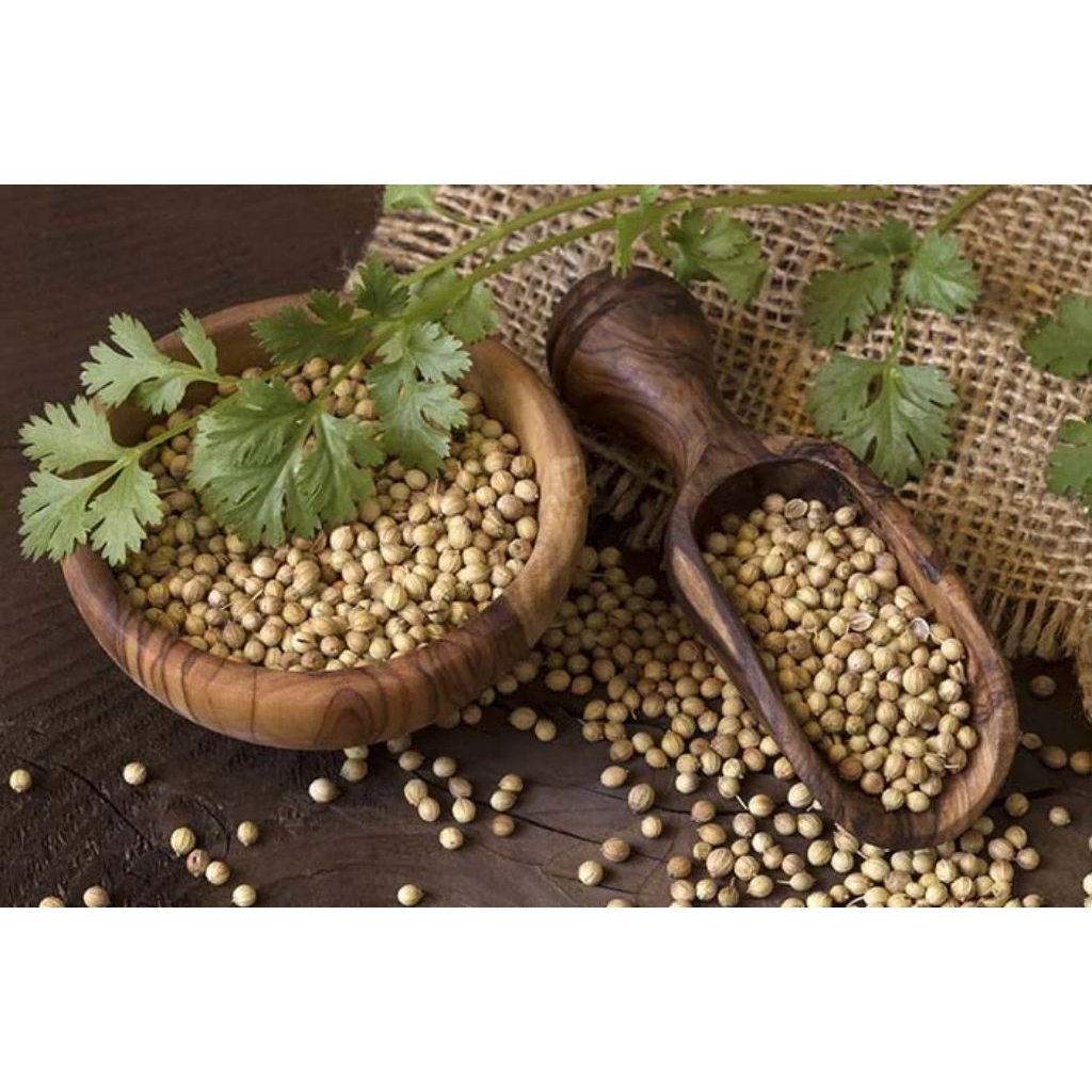 

Ketumbar Butir Kualitas Baik Kemasan 100gr - 200gr