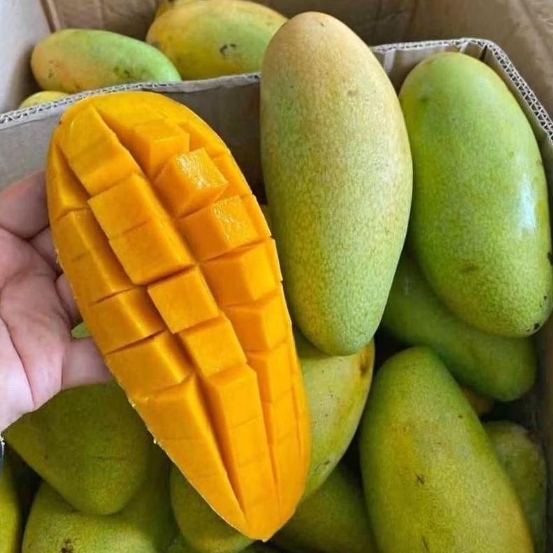 

MANGGA GOLEK MENGKEL 1kg