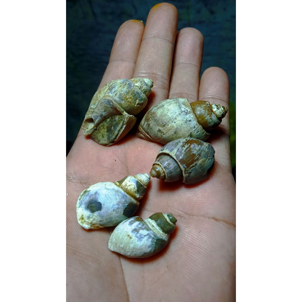 keong buntet asli alam