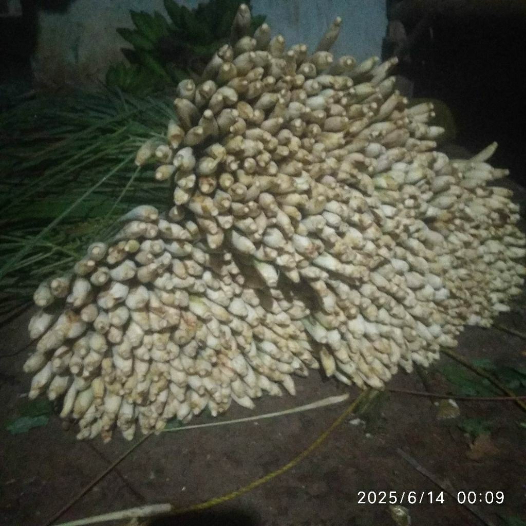 

Daun Sereh Segar Langsung Cabut Dari Kebun