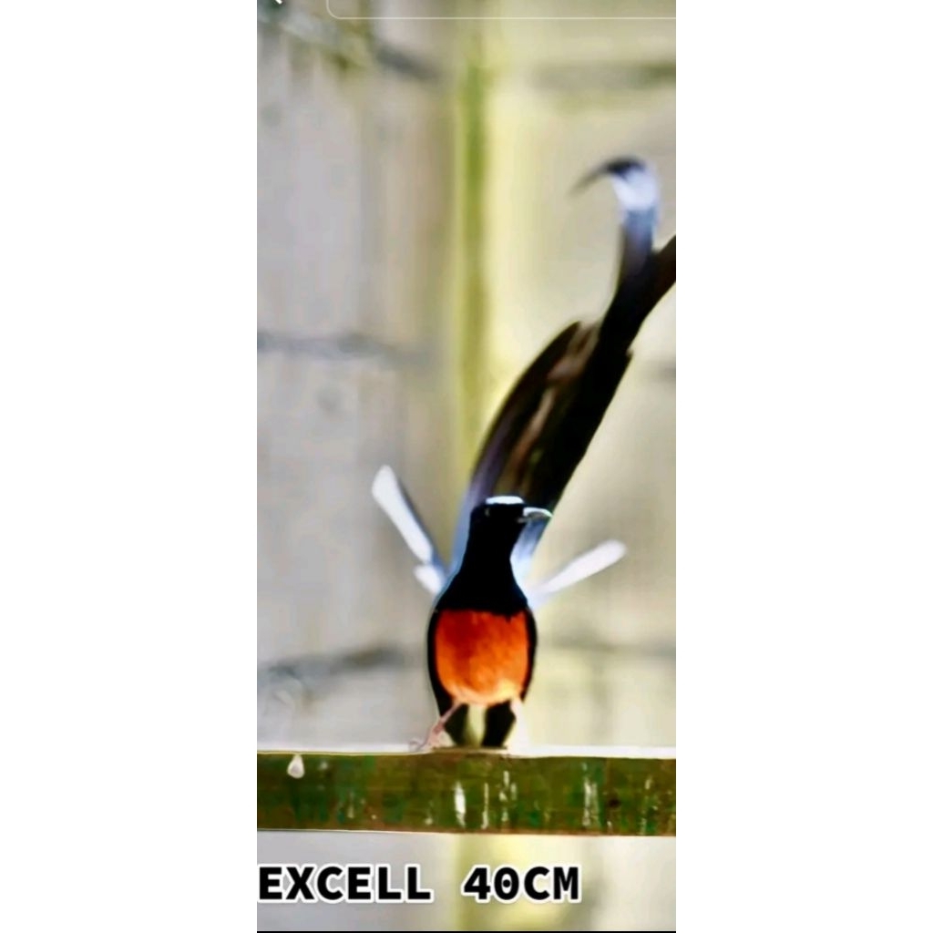 promo Telur murai batu Medan super kelewer 25 Fertil 100% ory