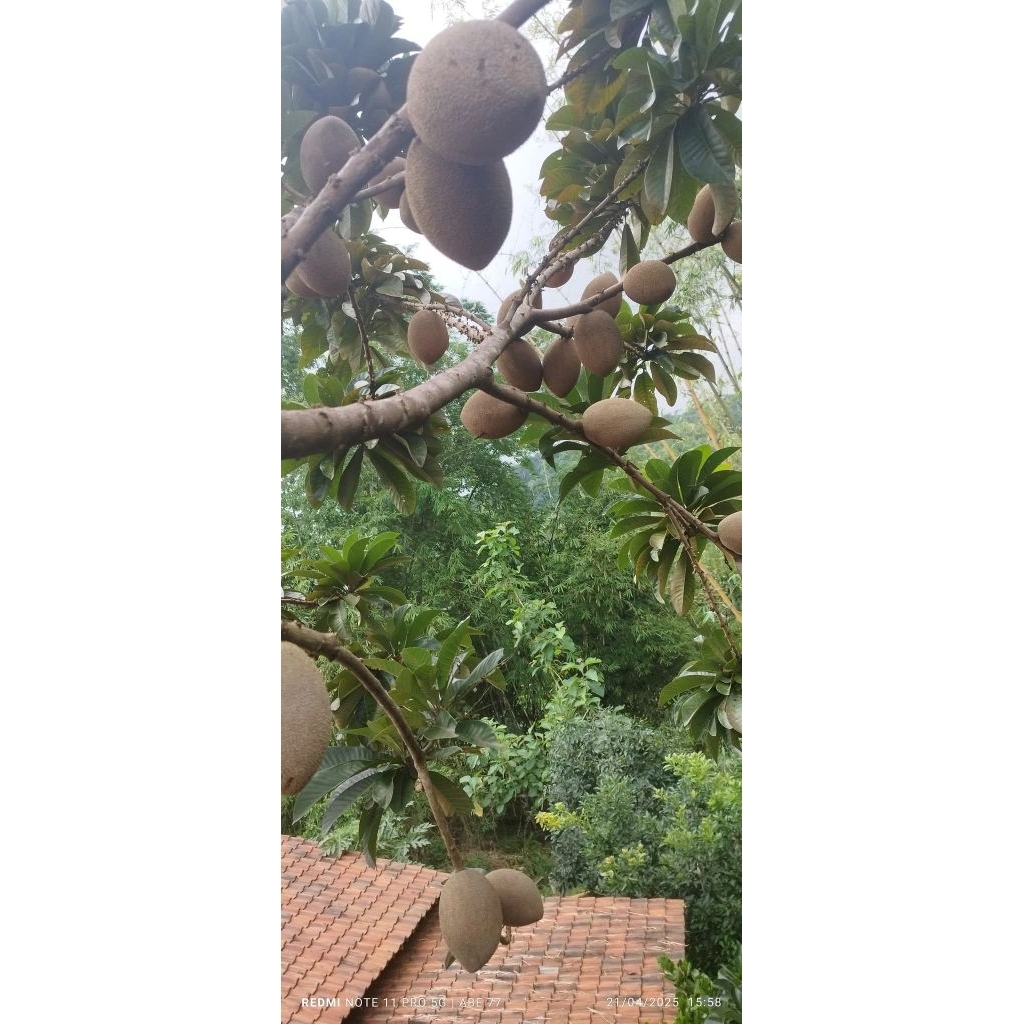 cutting entress sawo mamey sapote lorito