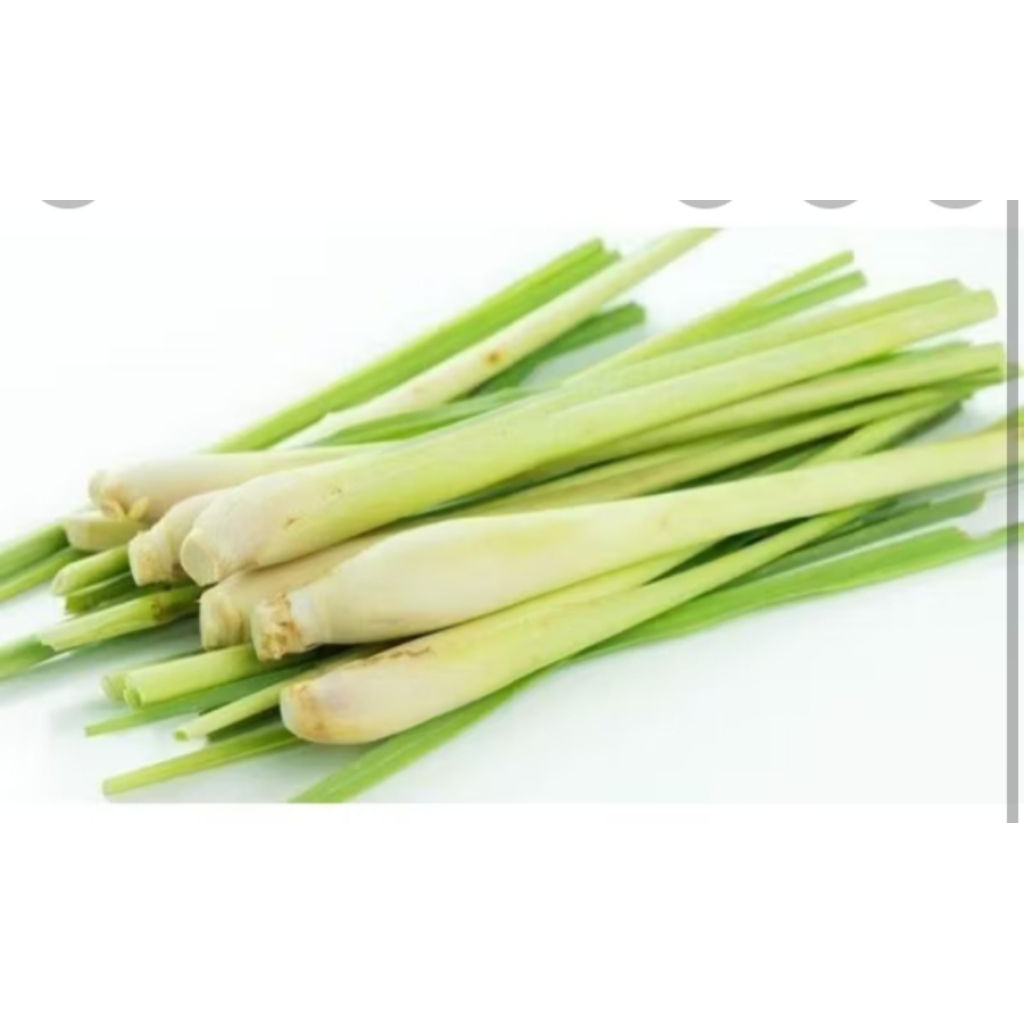 

Sereh wangi/serai fresh segar 500g