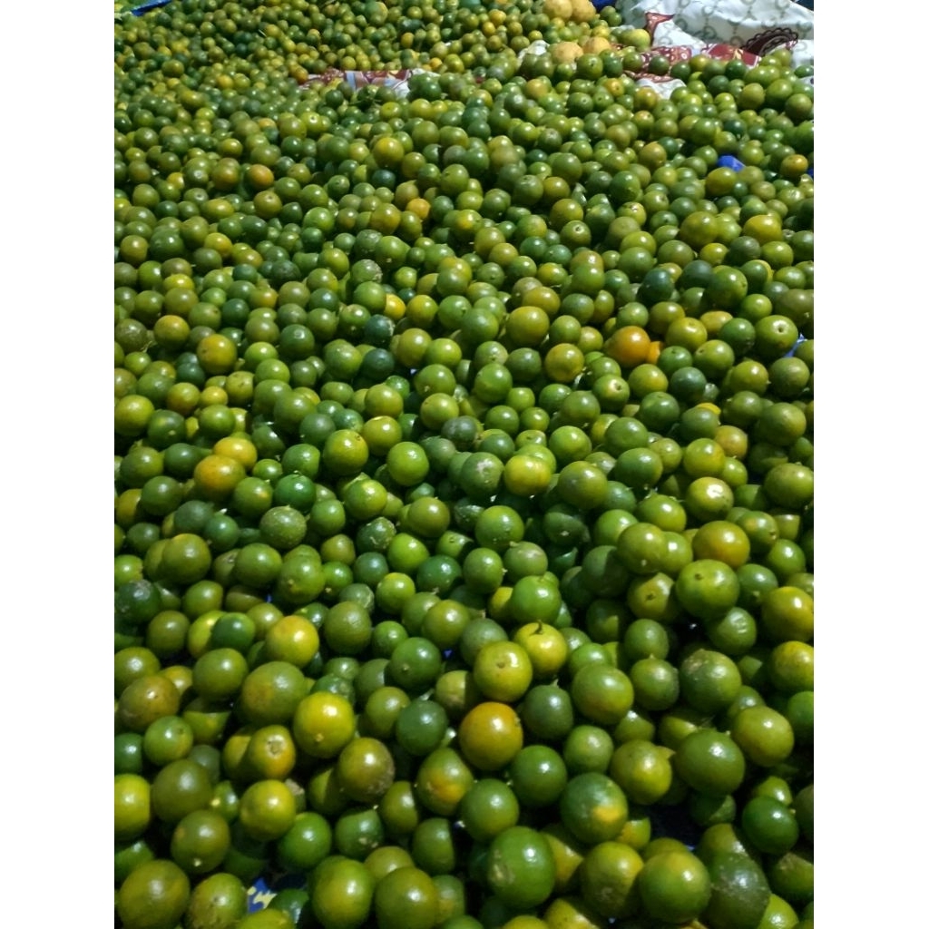 

jeruk songkit jeruk lemon cuy jeruk kasturi jeruk peras 1kg harga termurah dan terjangkau