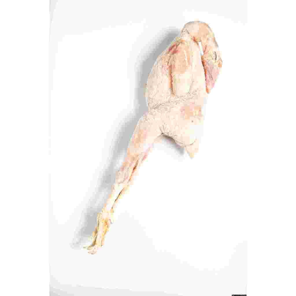 

Ayam Pejantan frozen karkas 500ram uk hidupnya800gram/ayam segar/ayam pejantan/ayam murah