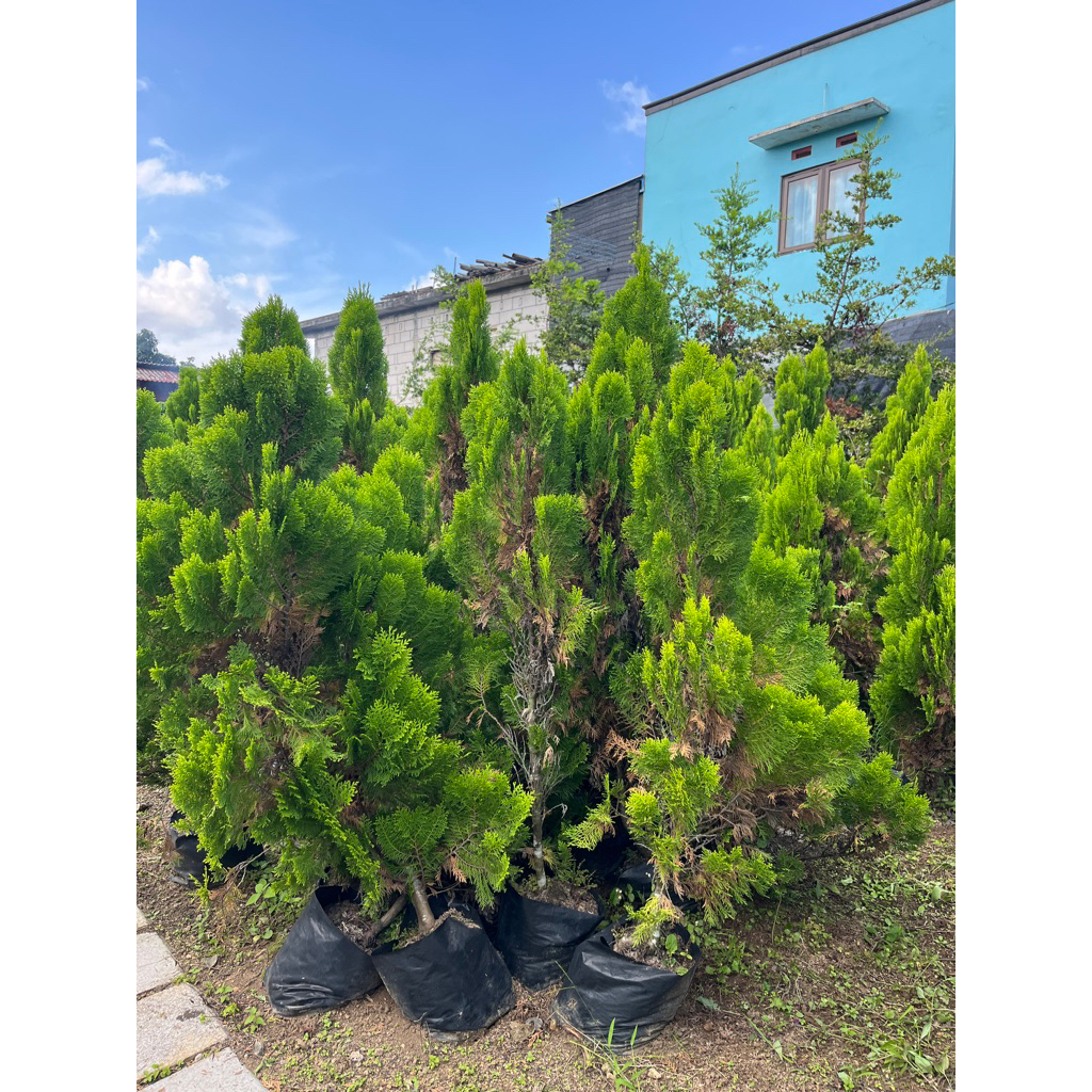 Promo Cemara Kipas 1 Meter - Tanan Hias Cemara Kipas 1 Meter - Cemara Kipas Rimbun