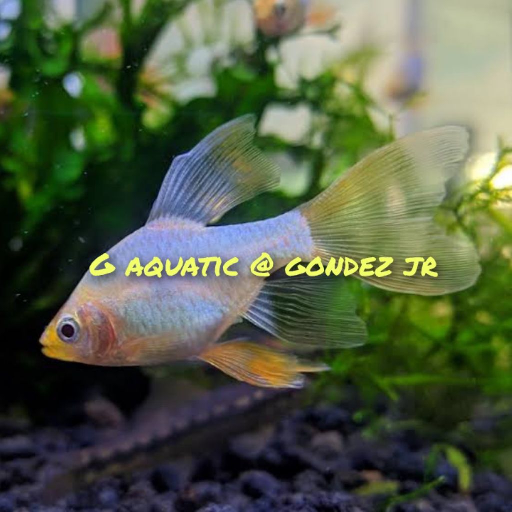 ikan sumatra albino slayer