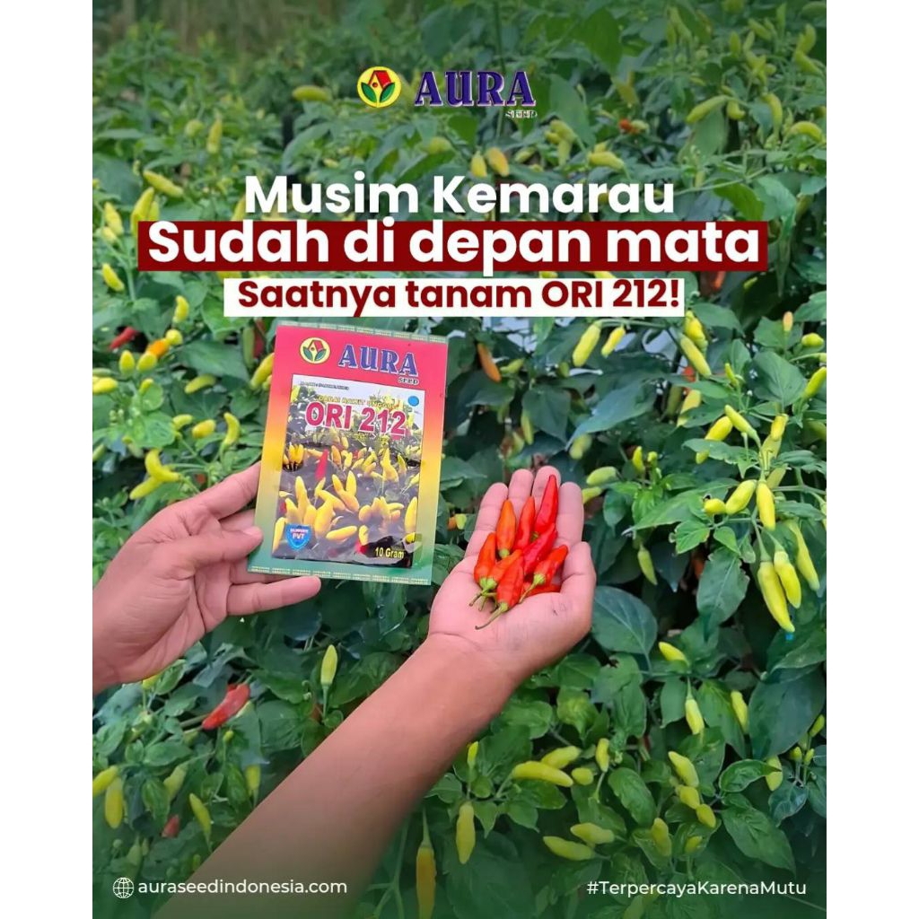 {REPACK} BENIH CABE AURASEED BIBIT CABAI SNIPER ORI 212 ORIGINAL BENIH CABE RAWIT SETAN