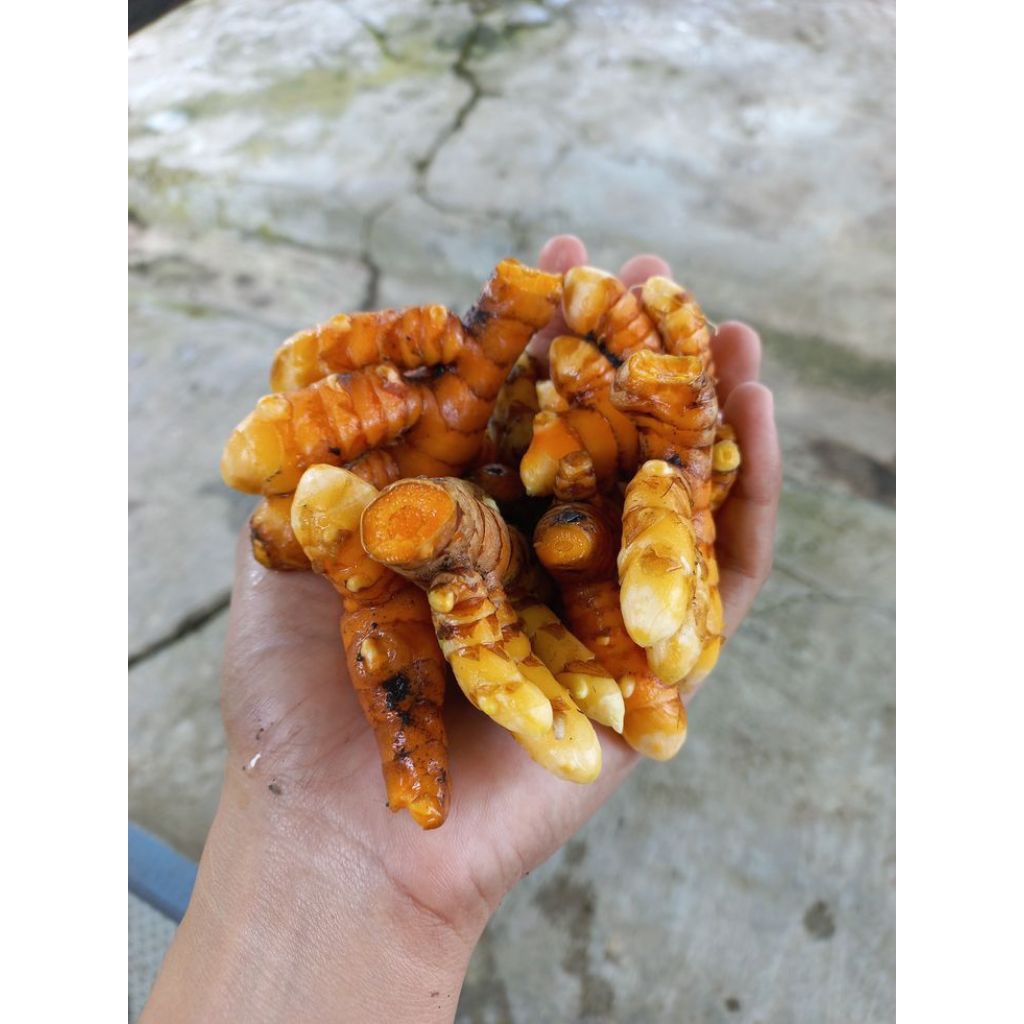 

Kunyit Mentah Fresh 500g Langsung dari Kebun Petani Murah organik berkualitas