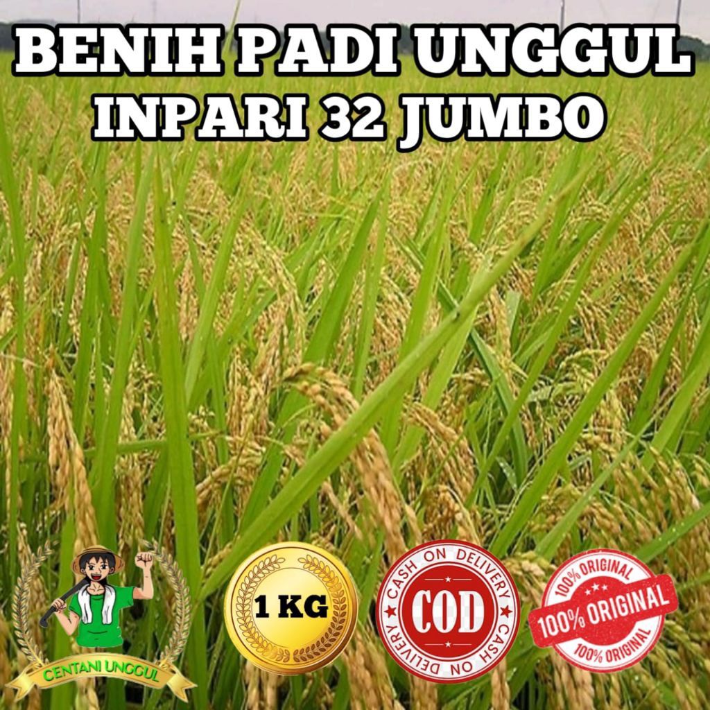 BENIH PADI UNGGUL INFARI 32 JUMBO KEMASAN 1KG