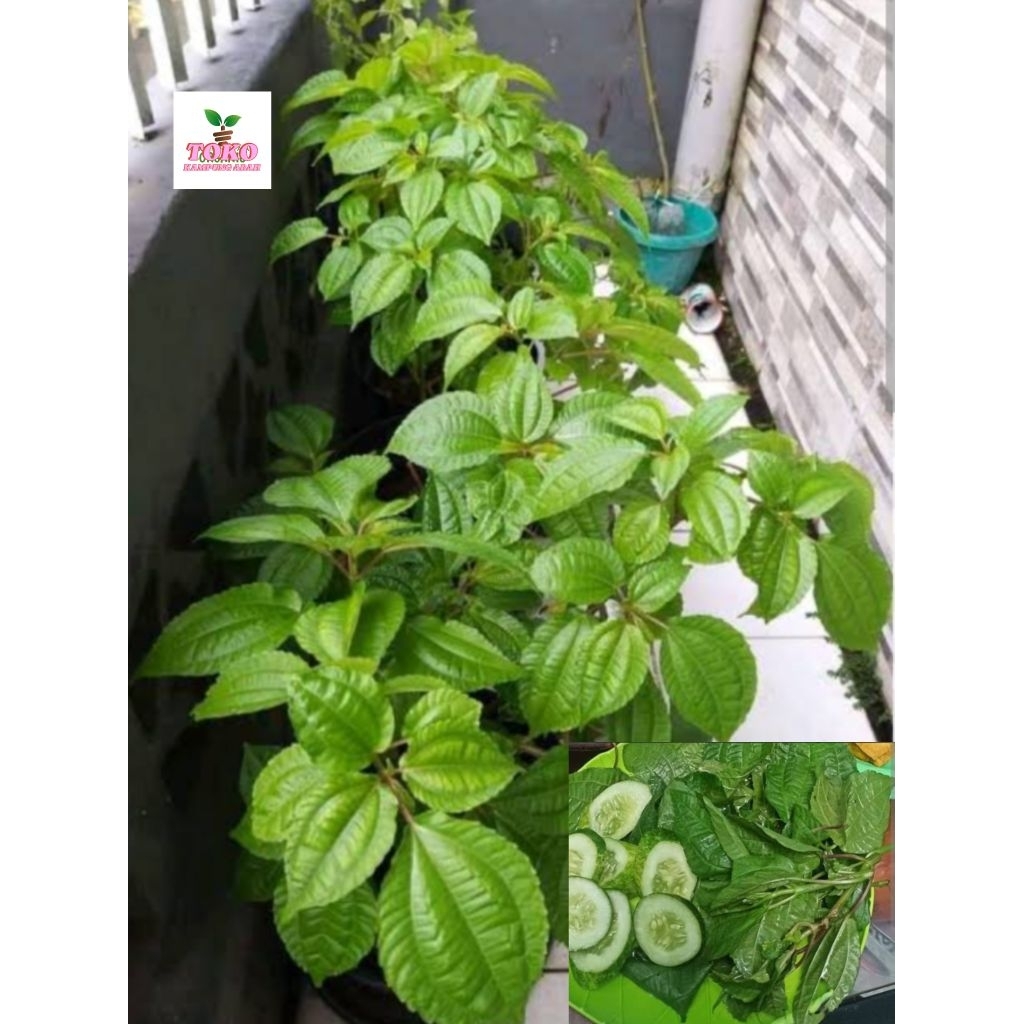 

daun pohpohan segar 500 gram