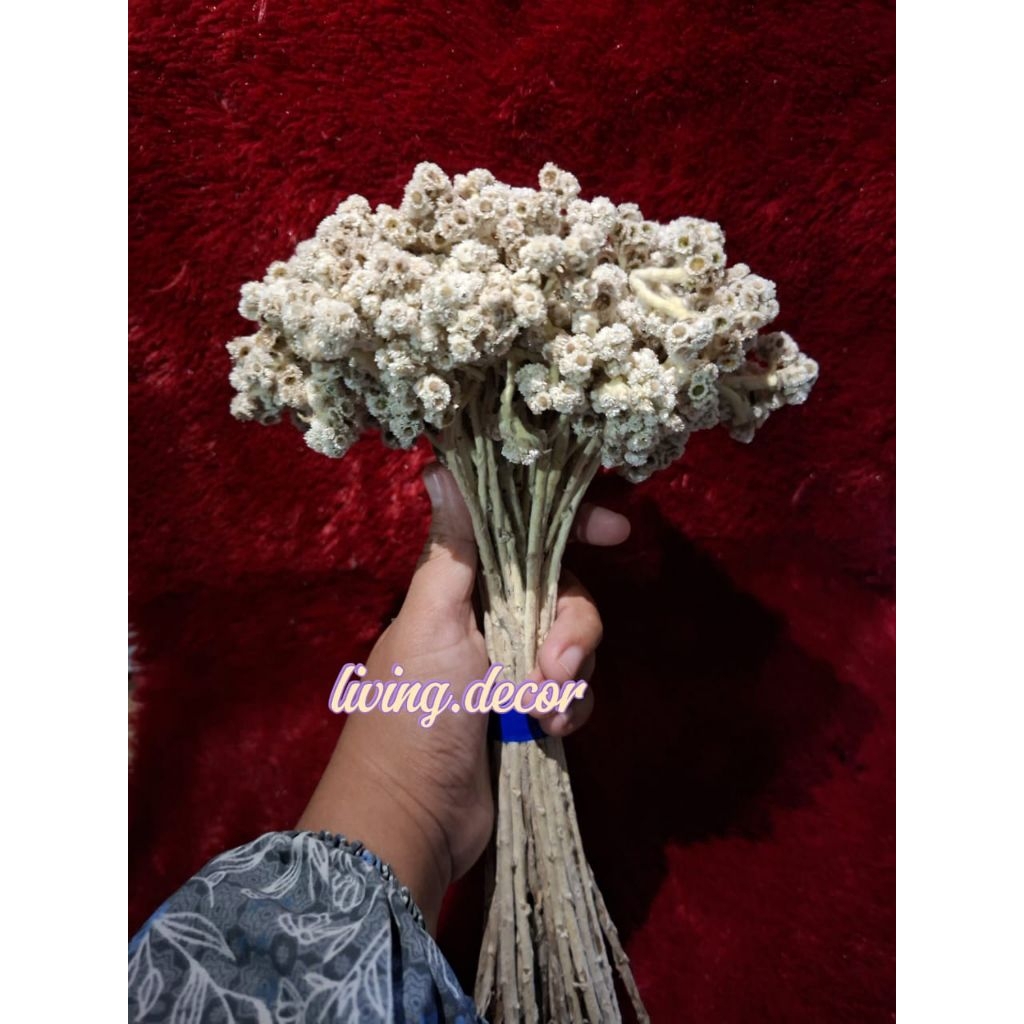 {TERMURAH} Edelweis G.Bromo/Kualitas pilihan