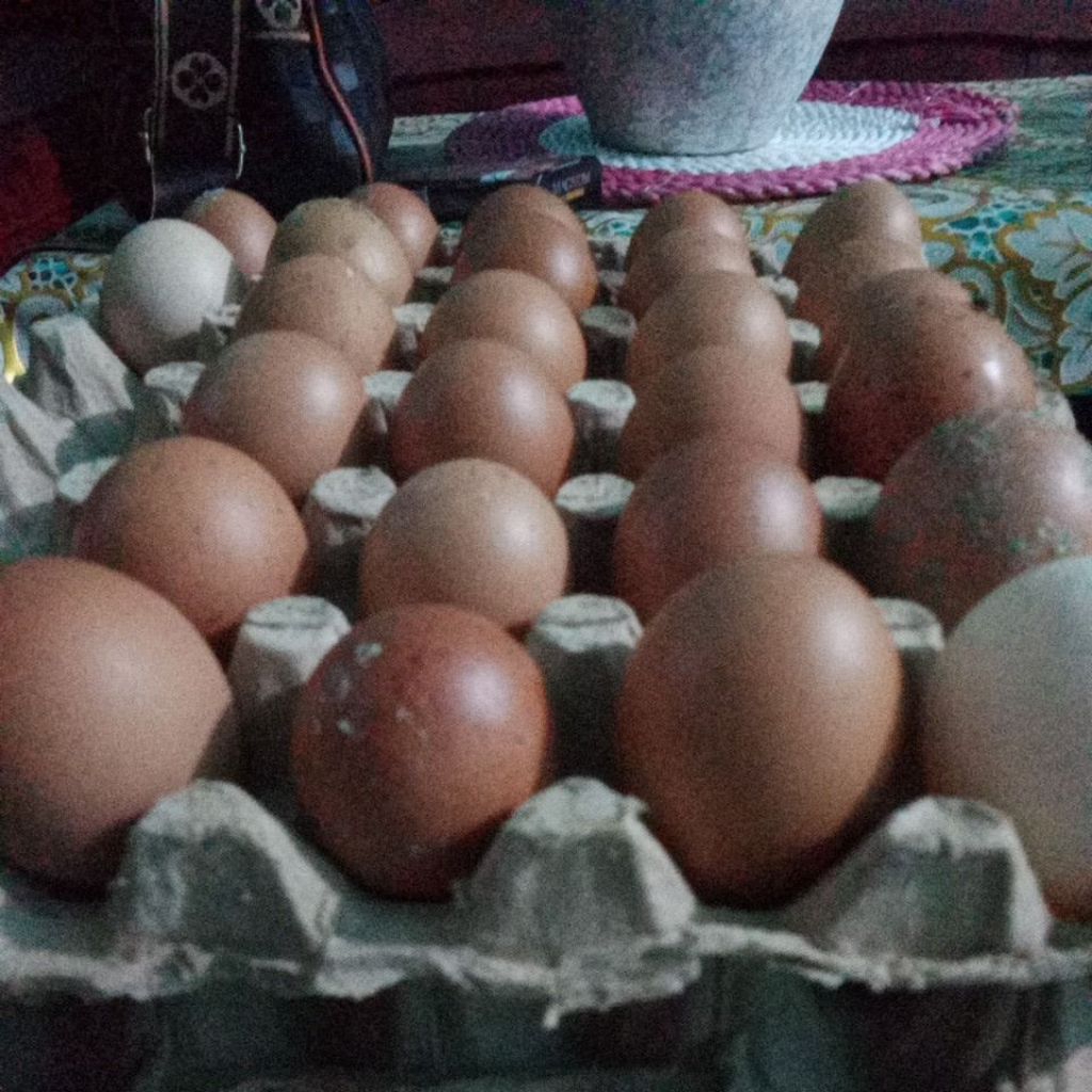 

telur ayam