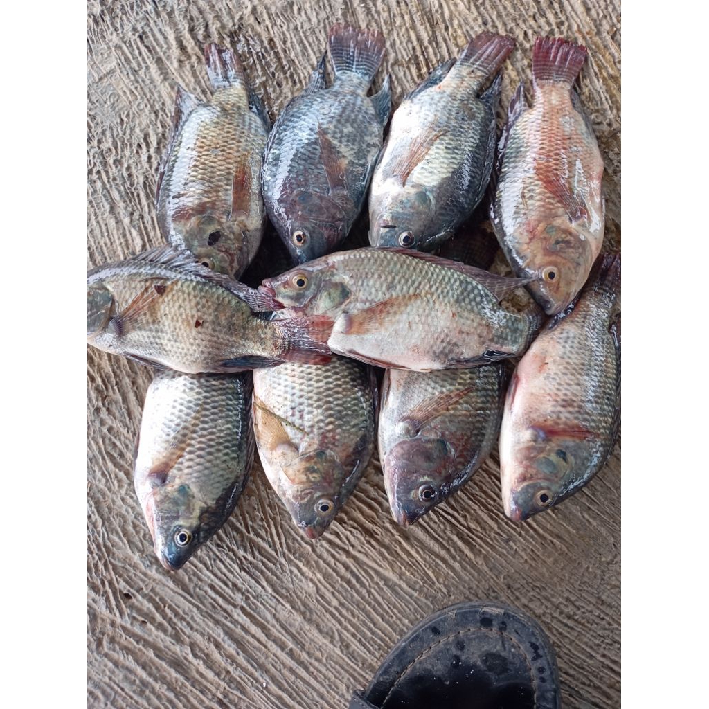 

nila air payu 1si 4-7