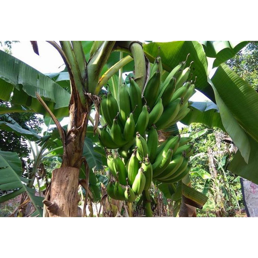 

pisang nangka per 1 kg