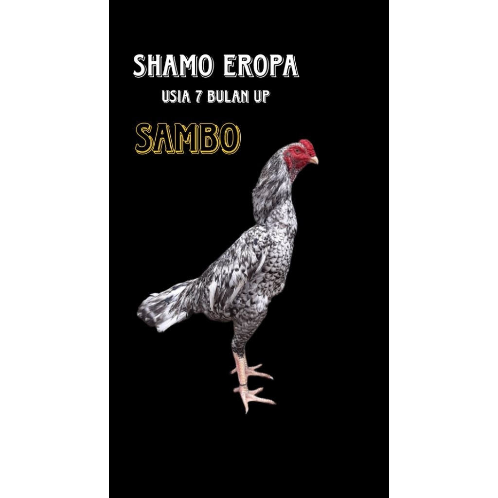 shamo eropa jali ori