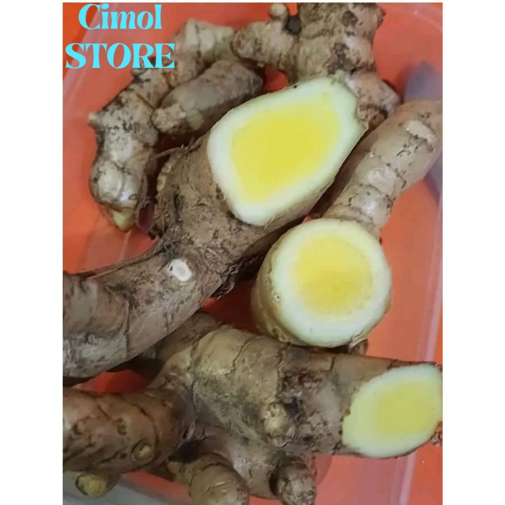 

Kunyit putih / Temu mangga (Curcuma mangga)