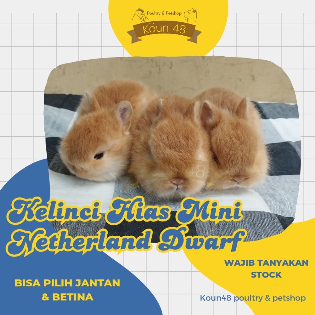KELINCI HIAS MINI NETHERLAND DWARF KELINCI ND KELINCI MINI