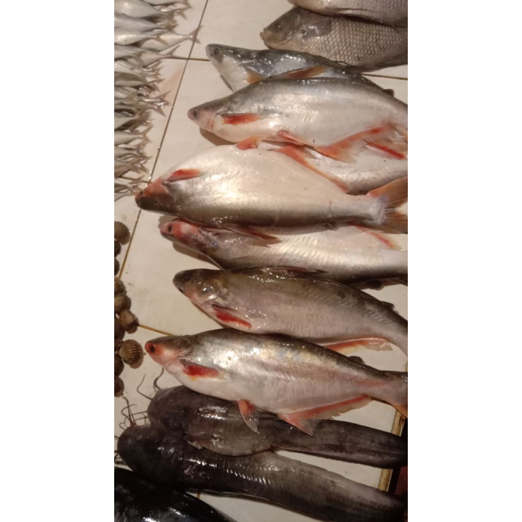 

ikan patin merah segar