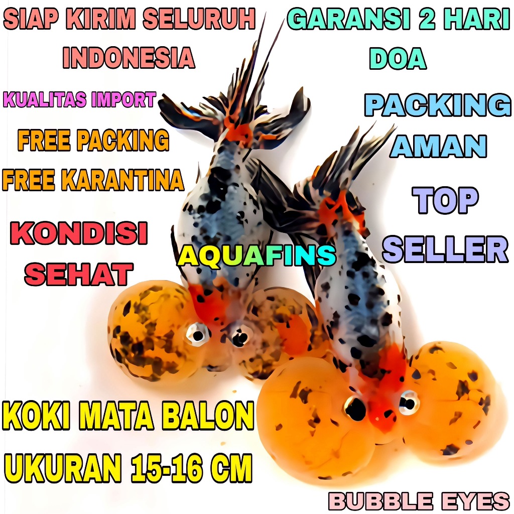 HIASAN KOKI RANCHU MATA BALON BUBBLE EYES DEMETRIOS IMPORT UKURAN 15-16 CM