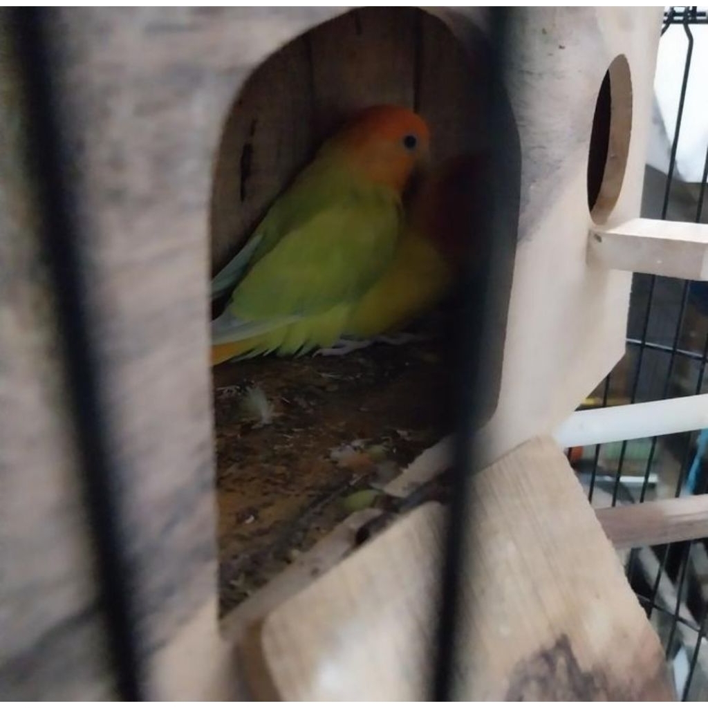 Lovebird Non Klep Sepasang