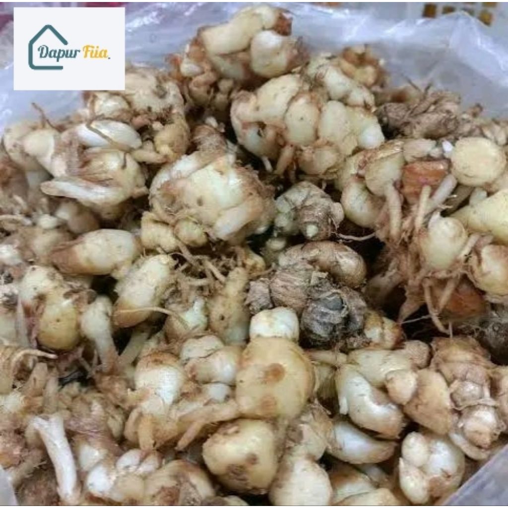 

kencur segar 250 gram / herbal / rempah segar / penyedap masakan