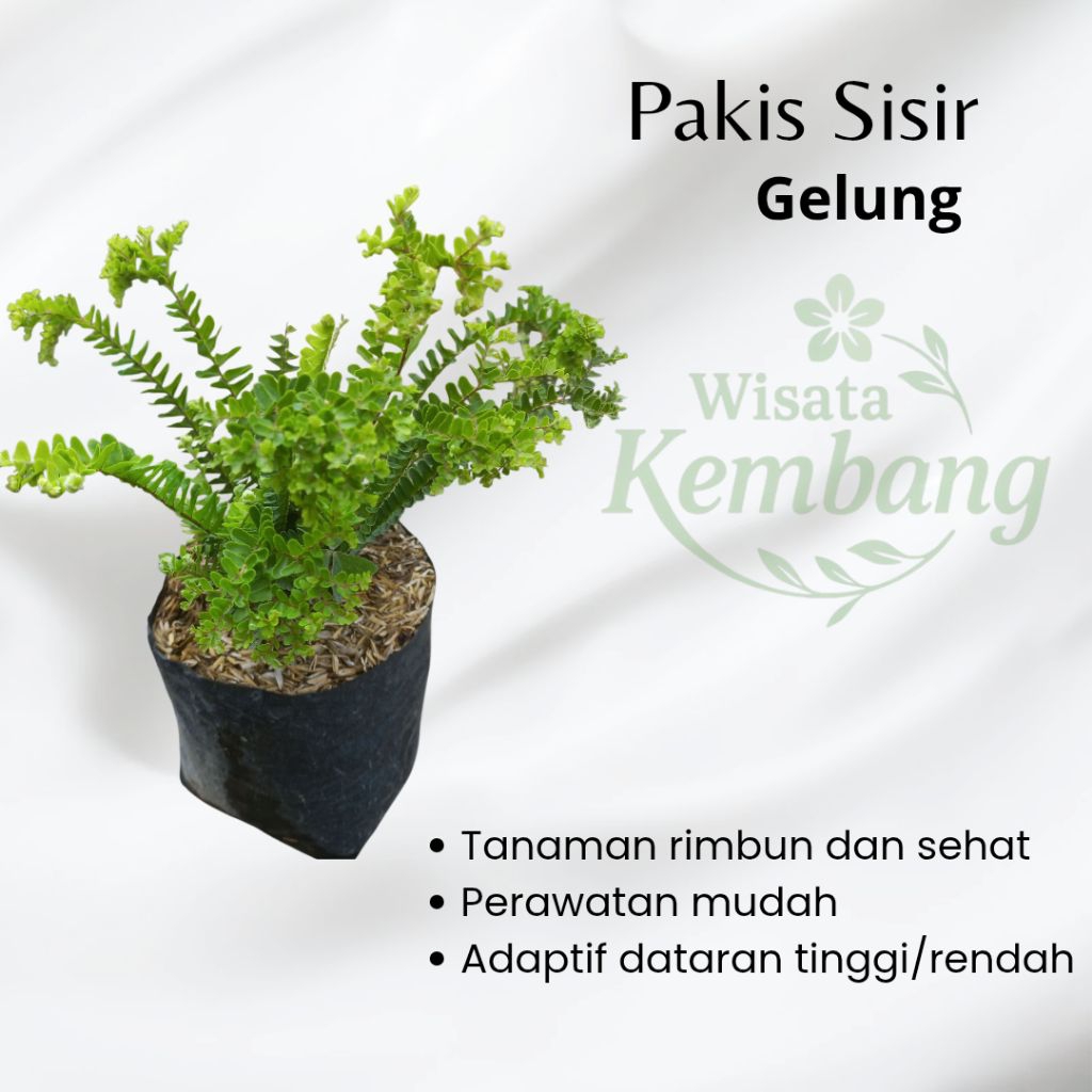 Tanaman Hias Pakis Gelung / Pakis Sisir Gelung