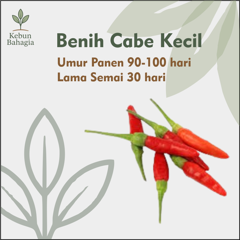 Benih Cabai Kecil Murah - Kebun Bahagia
