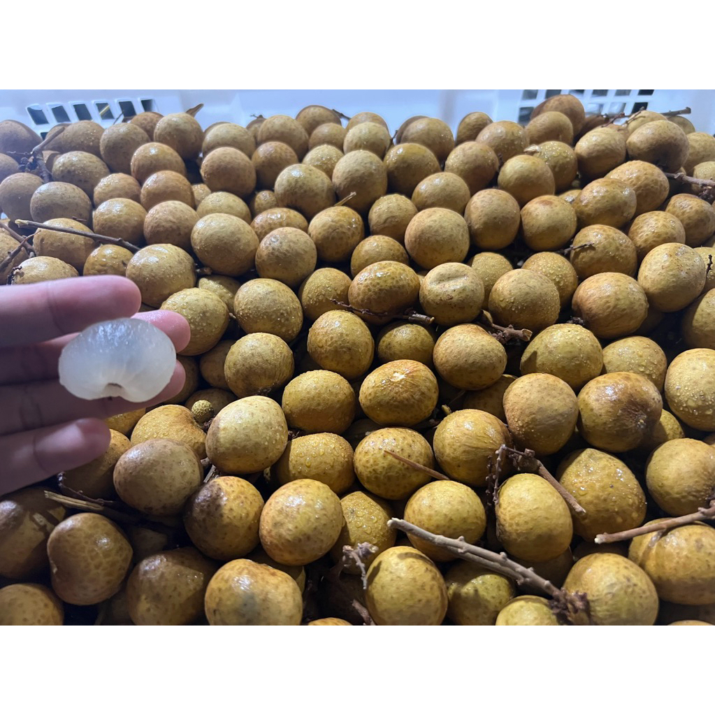 

Kelengkeng grade merah 500gr jumbo manis