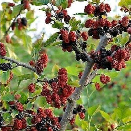 bibit buah murbei/tanaman murbei/tanaman hidup