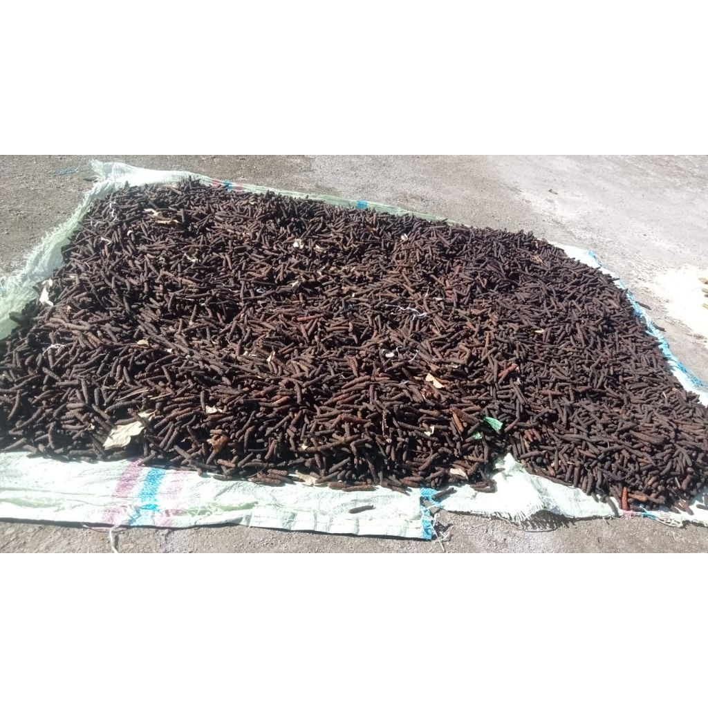 

Cabe Jamu Langsung dari petani