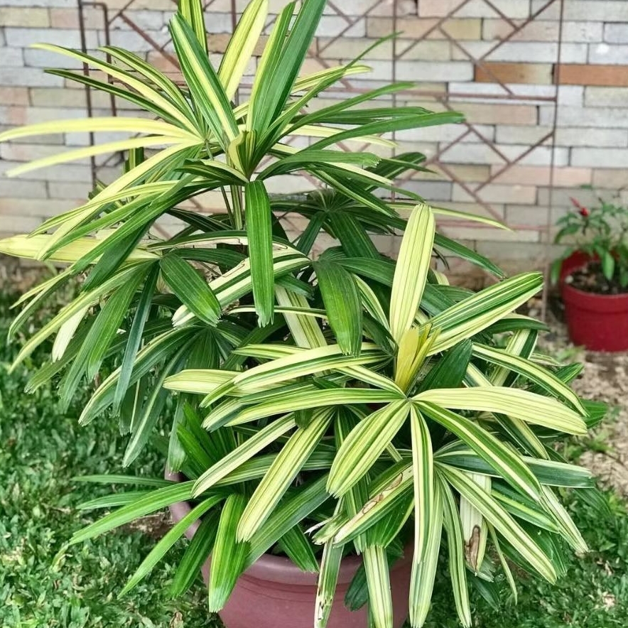 *PROMO* Palem Regu Varigata