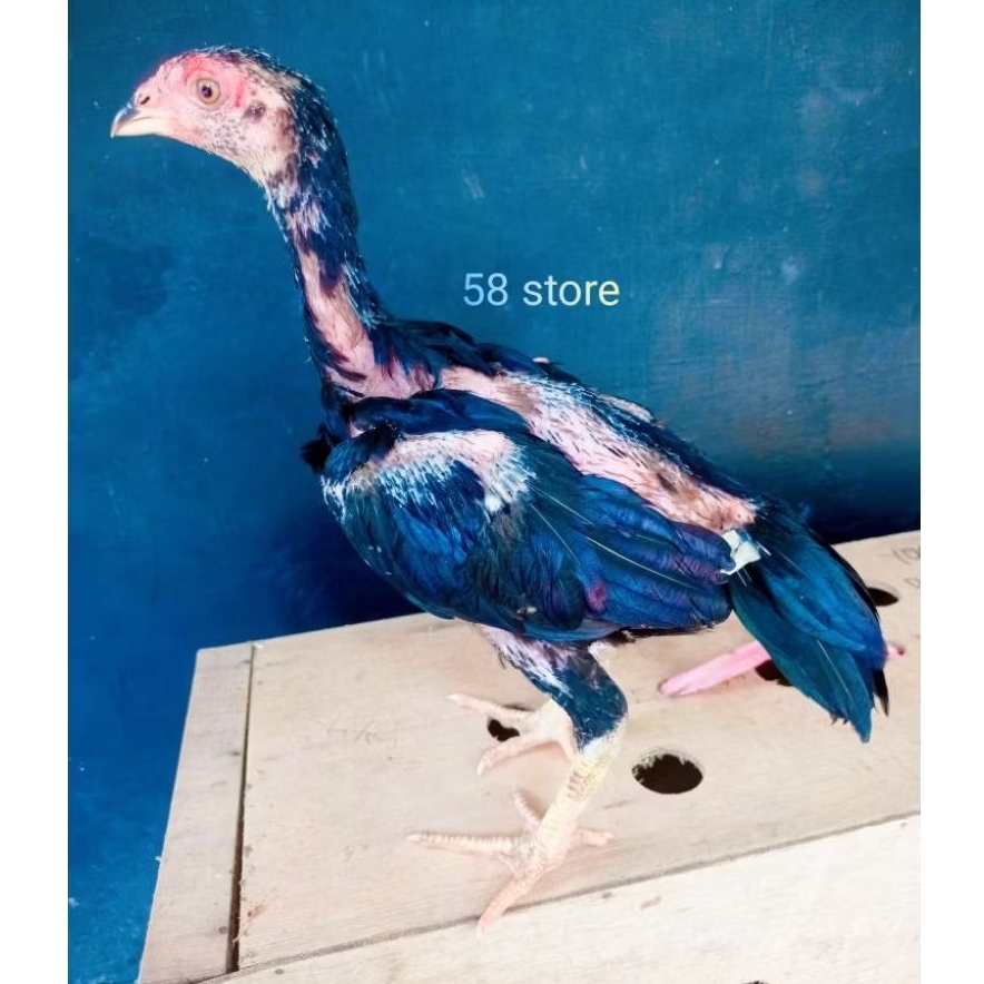 Ayam pakoy ori full brakot usia 2/3 bulan