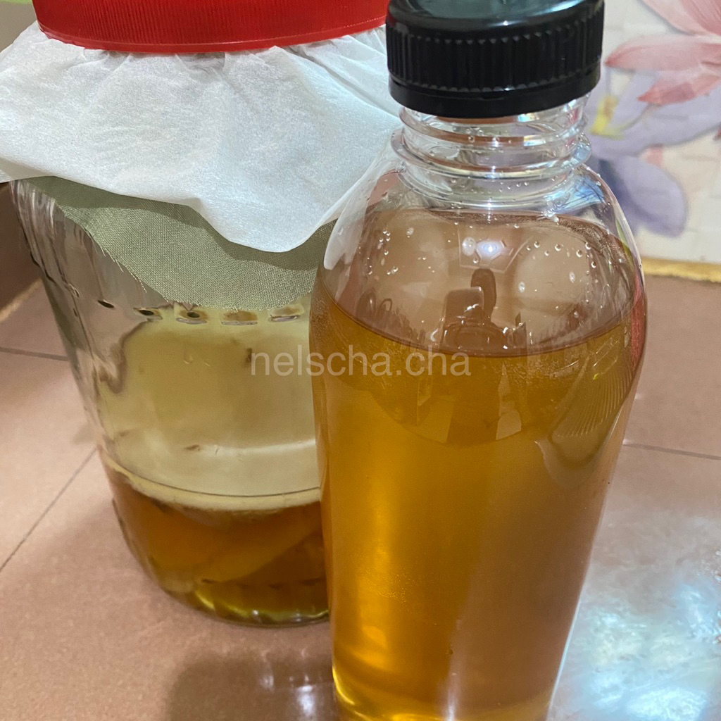 

Konbucha scoby 500ml & 1L