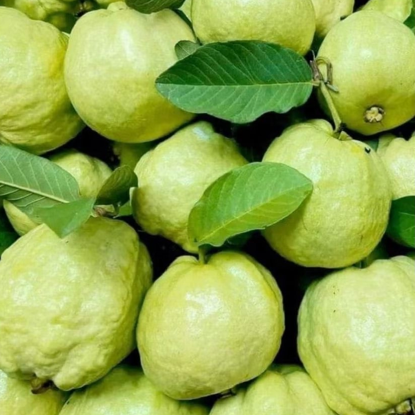 

JAMBU KRISTAL FRESH 1Kg