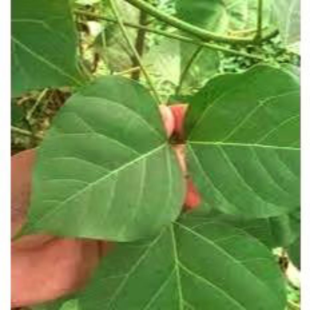 

Daun Dadap serep herbal 100 lembar