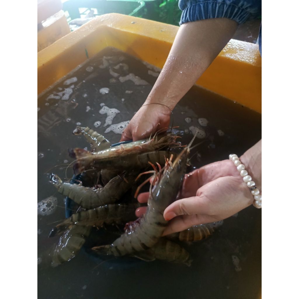 

udang tiger