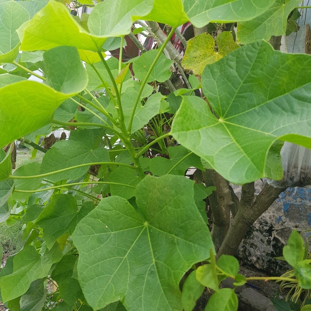 

Daun Jarak Segar Obat 10 lembar