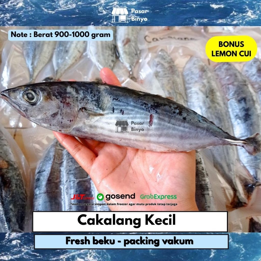 

Ikan Cakalang Kecil