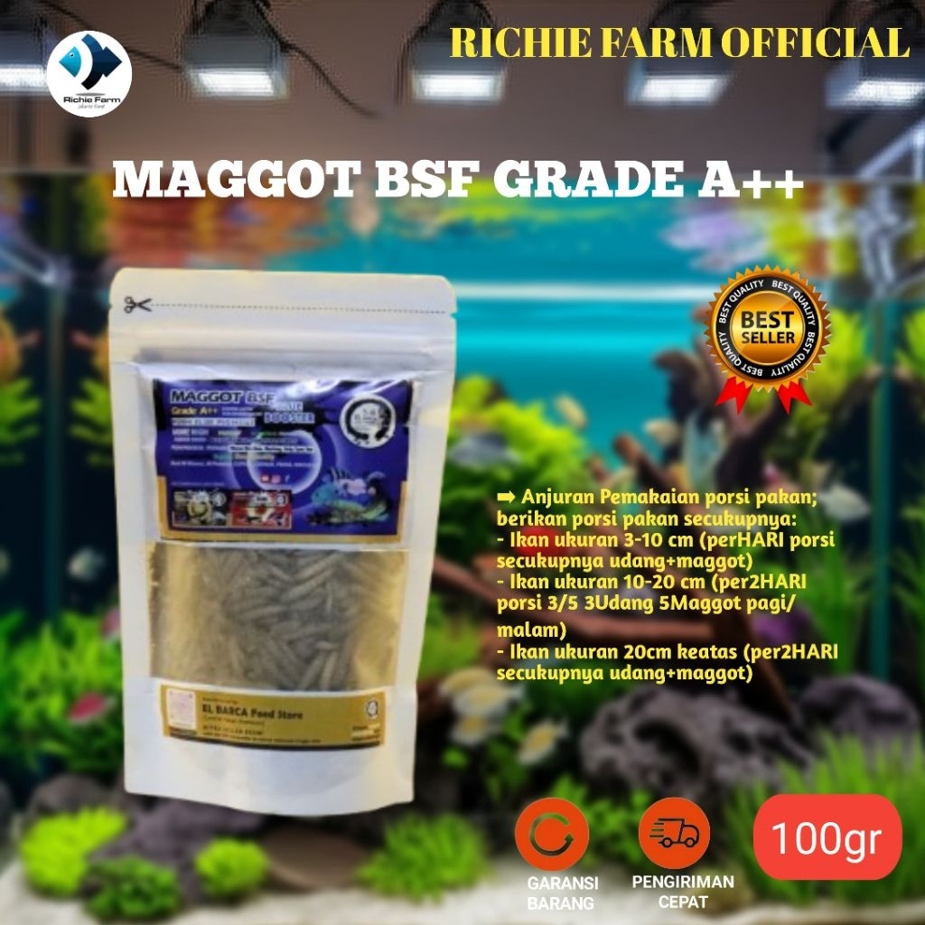 Richie Maggot BSF GRADE A++
