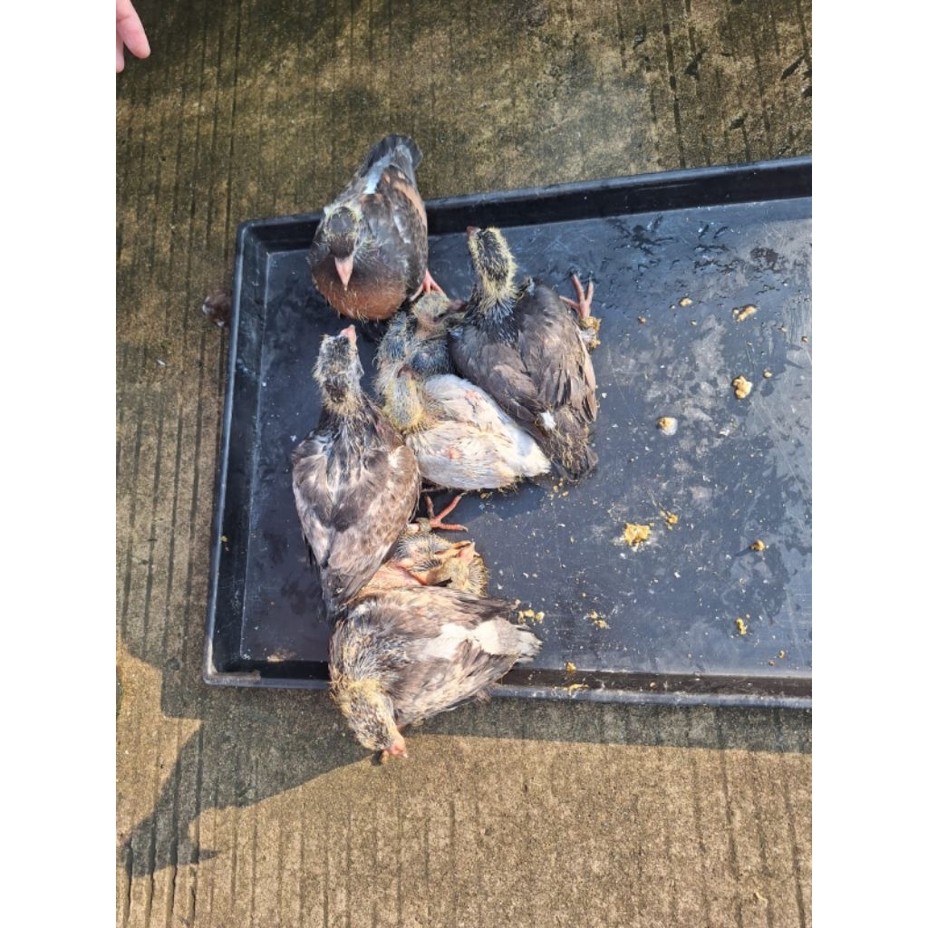 Burung Merpati Piyik Lolohan Jawa Sungut/Pos/Hias