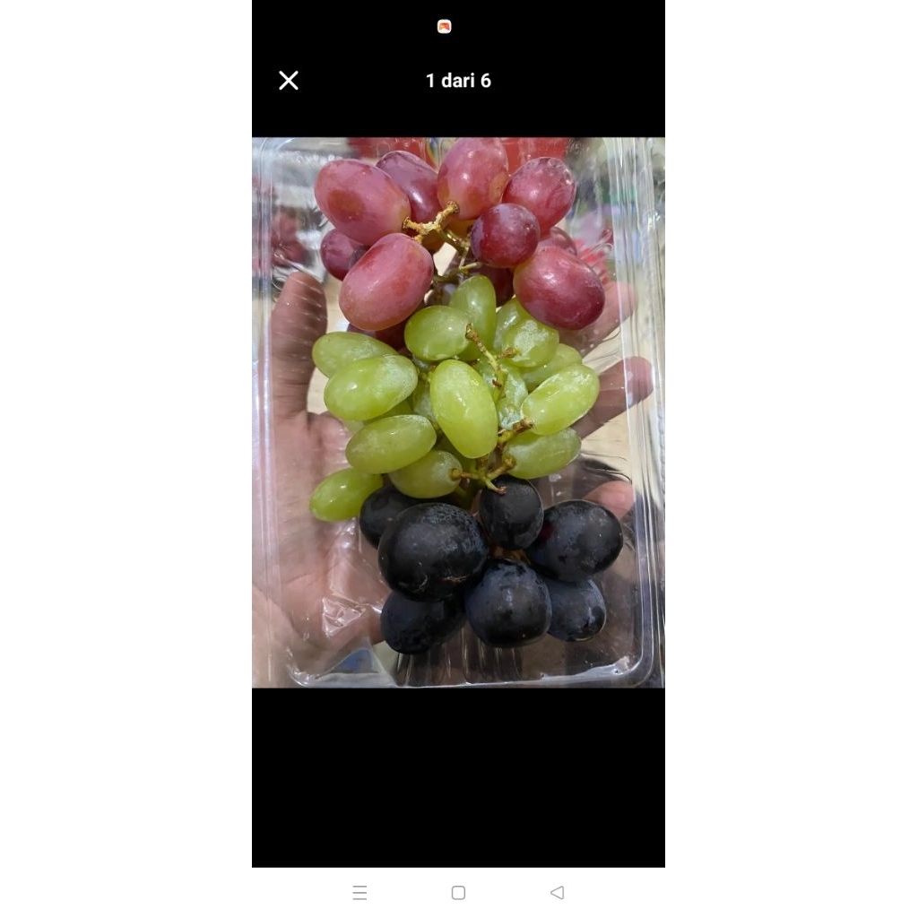

Anggur ausie mix 3 warna 1 kg