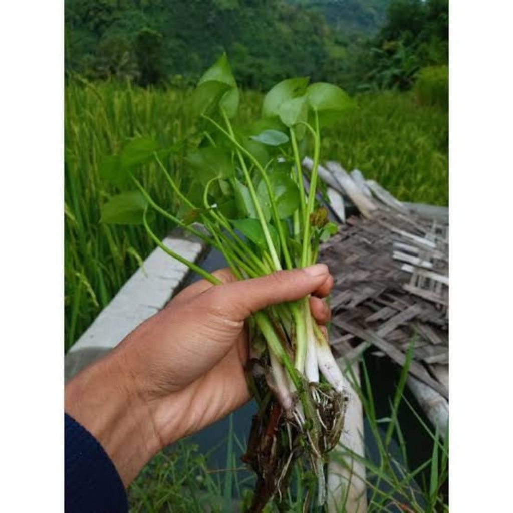 PERIKAT Sayuran Eceng Sawah Segar | Sayuran Asli Kampung | Daun Eceng Air Mentah