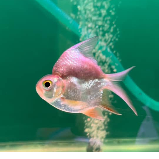 Hiasan Aquarium Kaviat SUPER SB / Kaviat Super Short Body / Thin Foil Barb SB / Tank Mate Predator