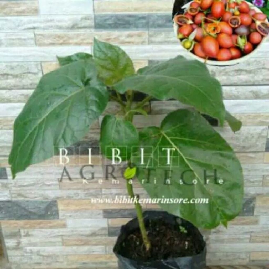 Bibit Terong Belanda / Tanaman Terong Belanda