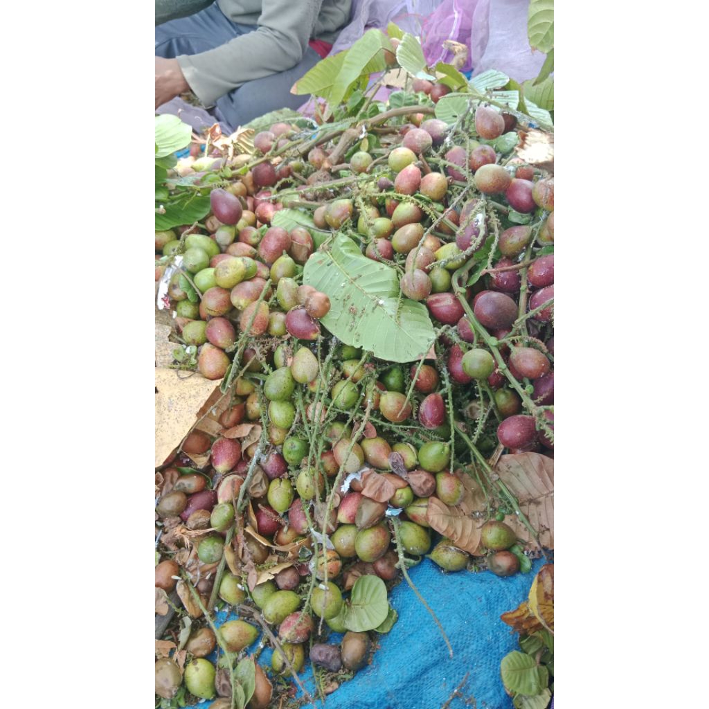 

buah matoa perpaduan rasa rambutan, durian dan kelengkeng