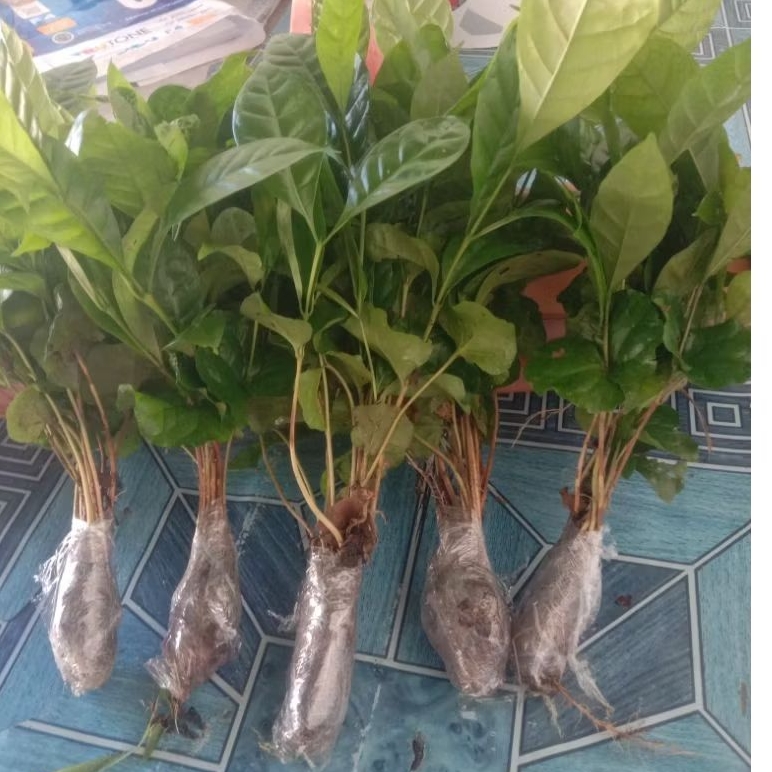 Bibit Kopi Robusta Lampung Klon Arsyad cabutan 25,50,75,100 batang batang Pilihan farmer bibit Koffe