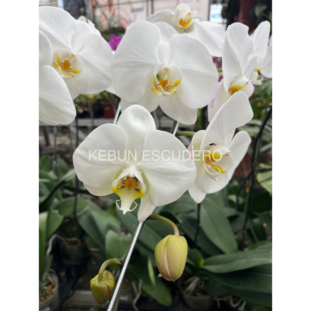 Anggrek Bulan Putih Berbunga - Tanaman Hias Anggrek Bulan Putih (Dikirim Sudah Berbunga)