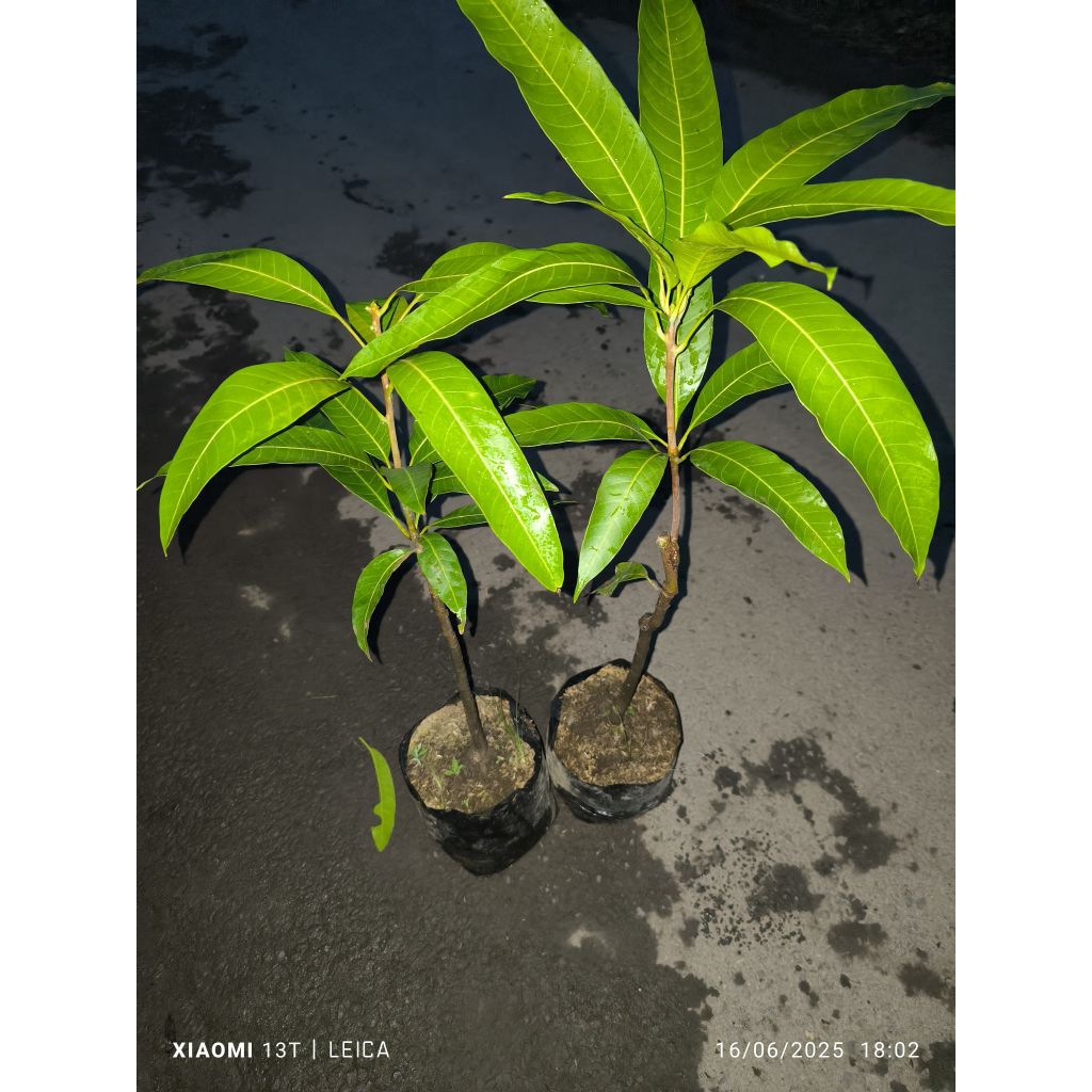bibit mangga mahachanok/pelangi